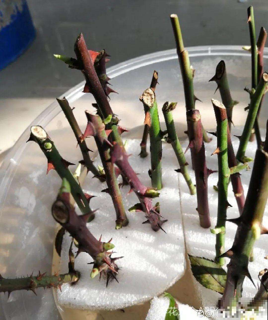 扦插3大“神器”,你家就有不少,成功率特高 扦插3大“神器”,你家就有不少,成功率特高