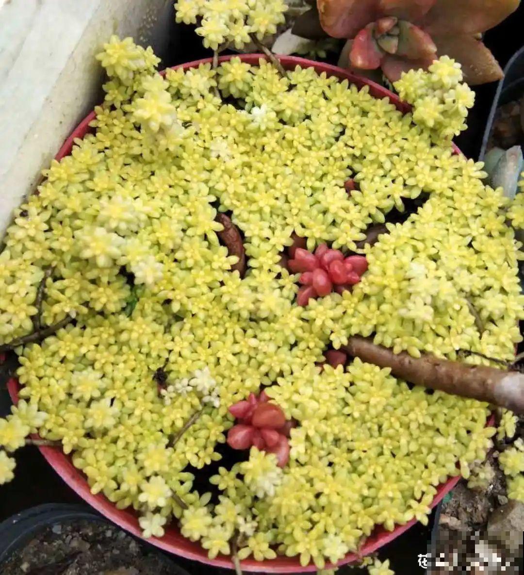 5种铺面多肉,沾土就活,迅速占满每一寸土地 5种铺面多肉,沾土就活,迅速占满每一寸土地