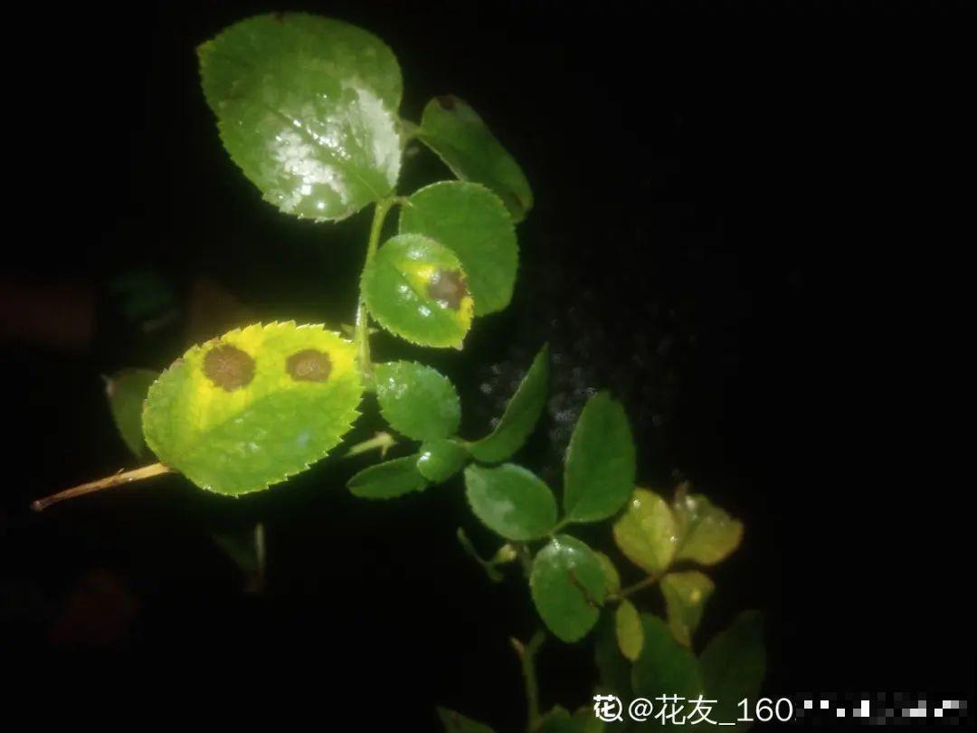 花园“三剑客”，可不太好养，能养好的都是高手