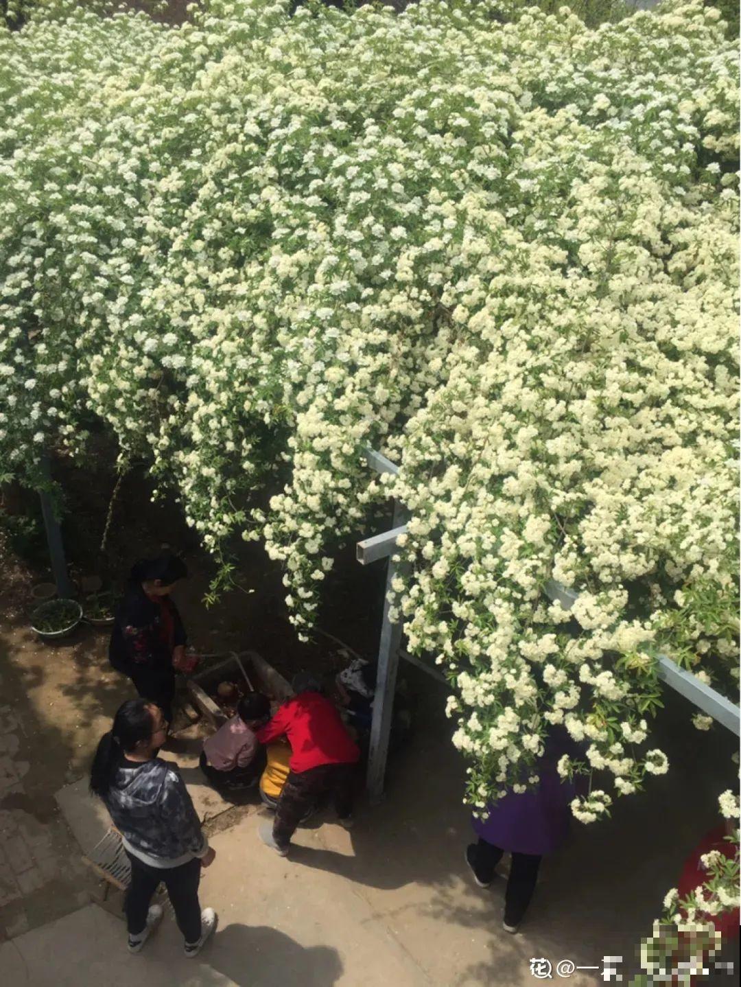 地里种棵木香花，2个月爬成一面花墙，开成花瀑布！