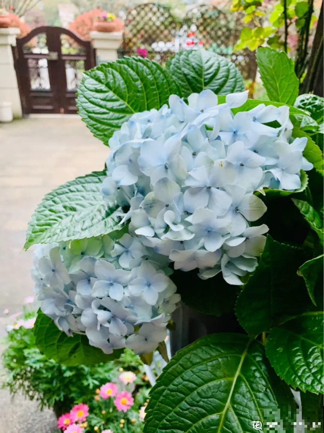 8种花开始慢慢睡醒了， 现在长得正旺，多浇水施肥， 开花更多！