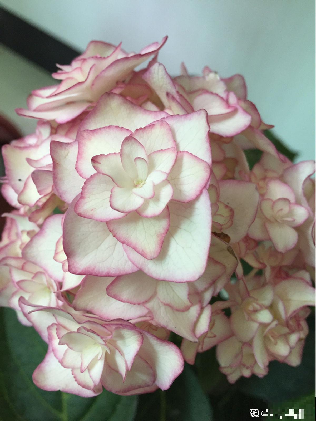 绣球最受欢迎的品种，春天种一棵，耐阴开花多