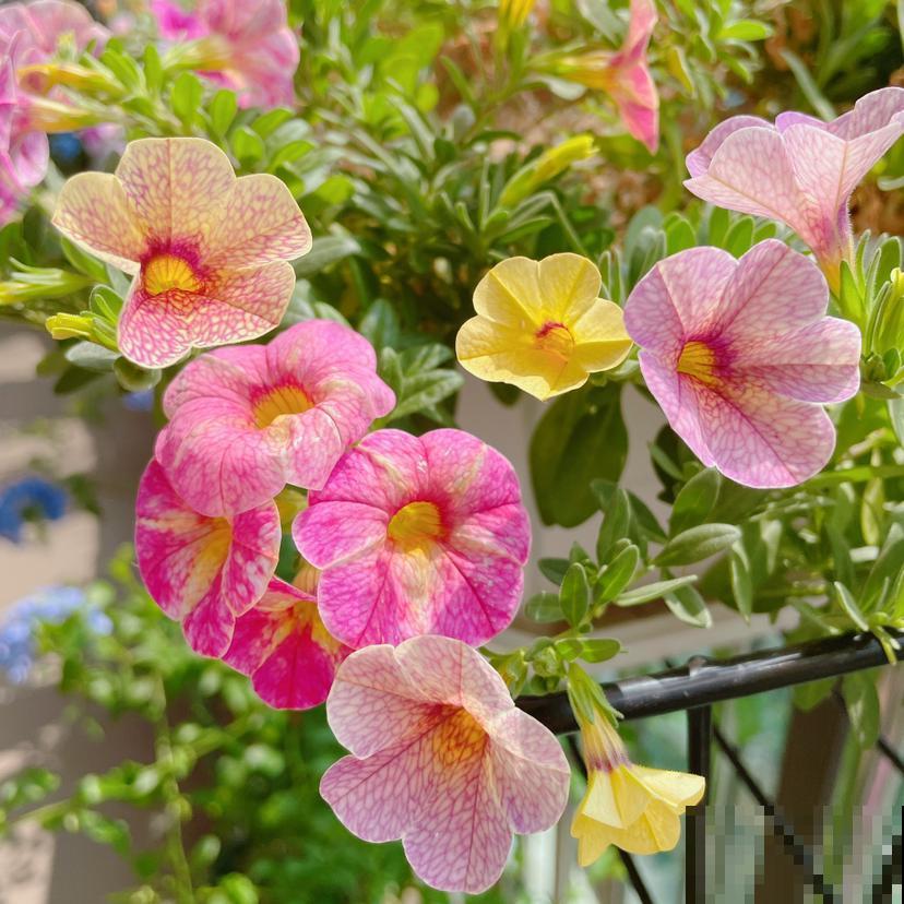 春天植物开始苏醒,养花要注意“5要点”,才能长得壮 春天植物开始苏醒,养花要注意“5要点”,才能长得壮