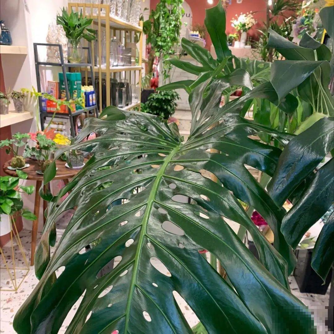 家里养棵“丑八怪”，霸气镇宅，越养越爱