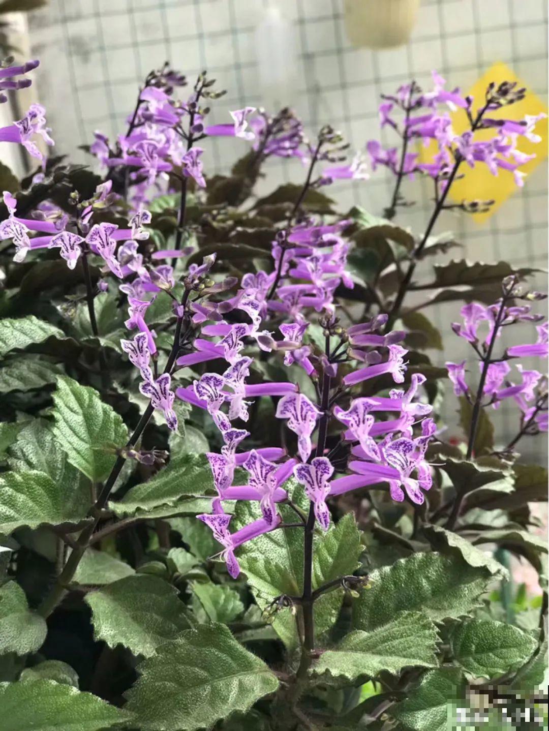 28种耐阴花，没光也能开爆盆，养在家里超有范儿