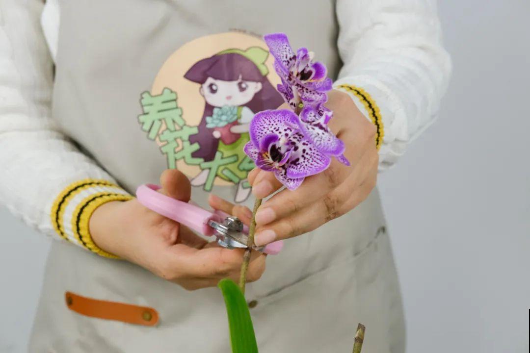 长寿开花后，要好好修剪，很快冒新芽