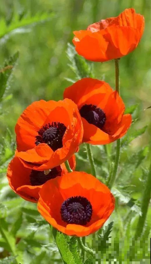 清明节踏青，看到这3类花，千万别采回家