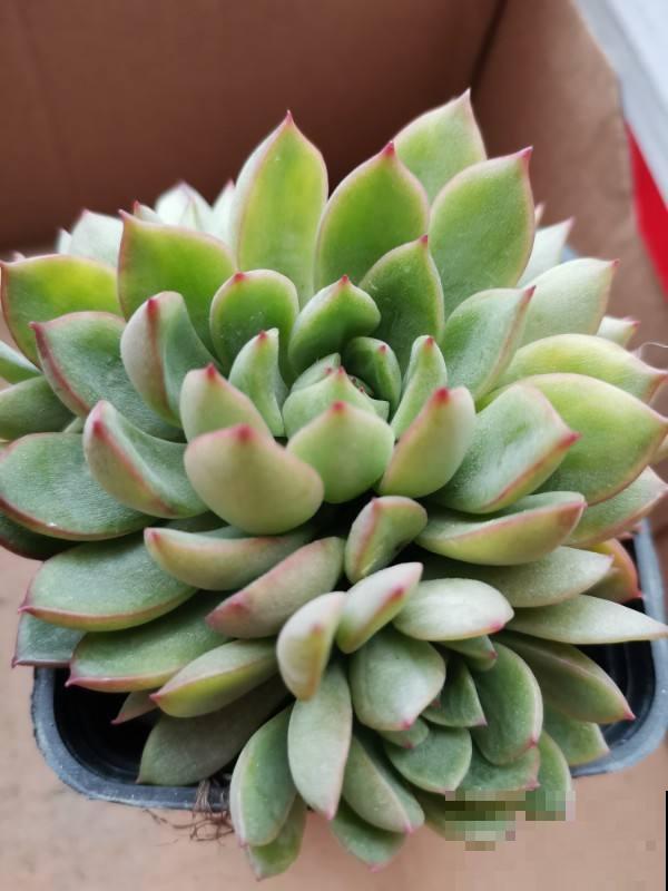 天气热了,植物开始休眠,现在就要少施肥 天气热了,植物开始休眠,现在就要少施肥