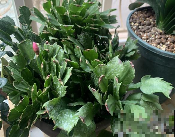 春天逛花市，过季花现在不能买，白花钱活不久