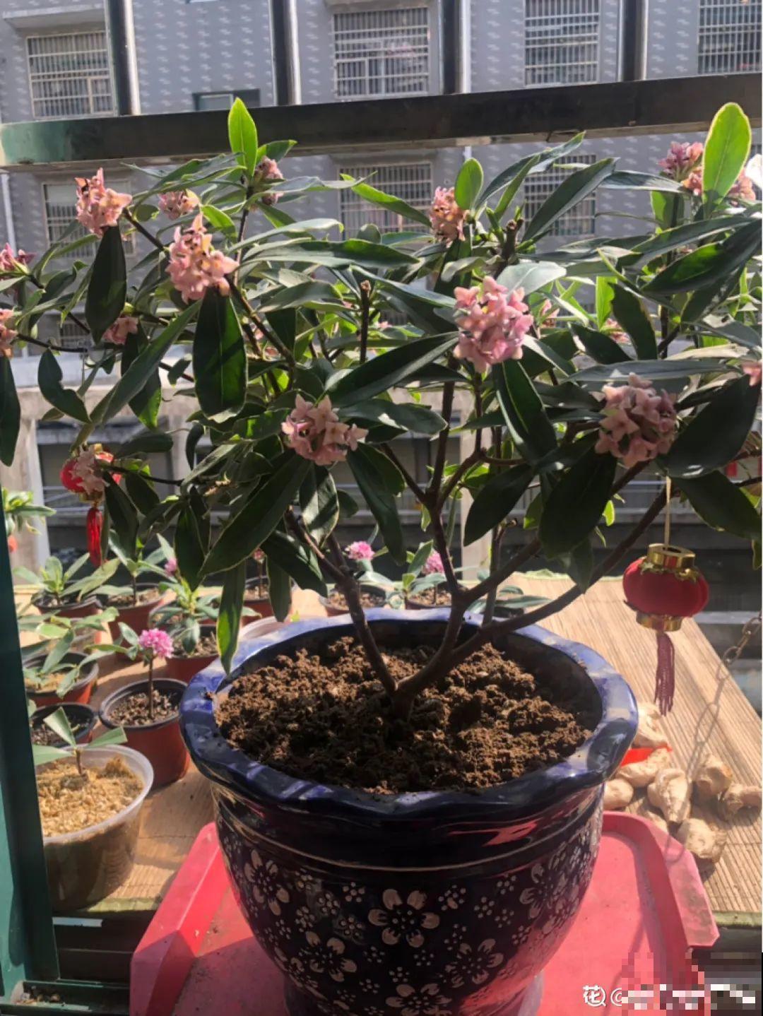 春天最佳繁殖季，扦插播种分株压条，成活率特高