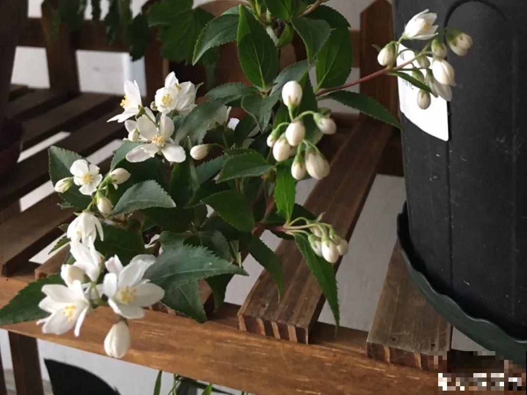 室内小窗台,养点小众盆栽,气质瞬间不一样 室内小窗台,养点小众盆栽,气质瞬间不一样