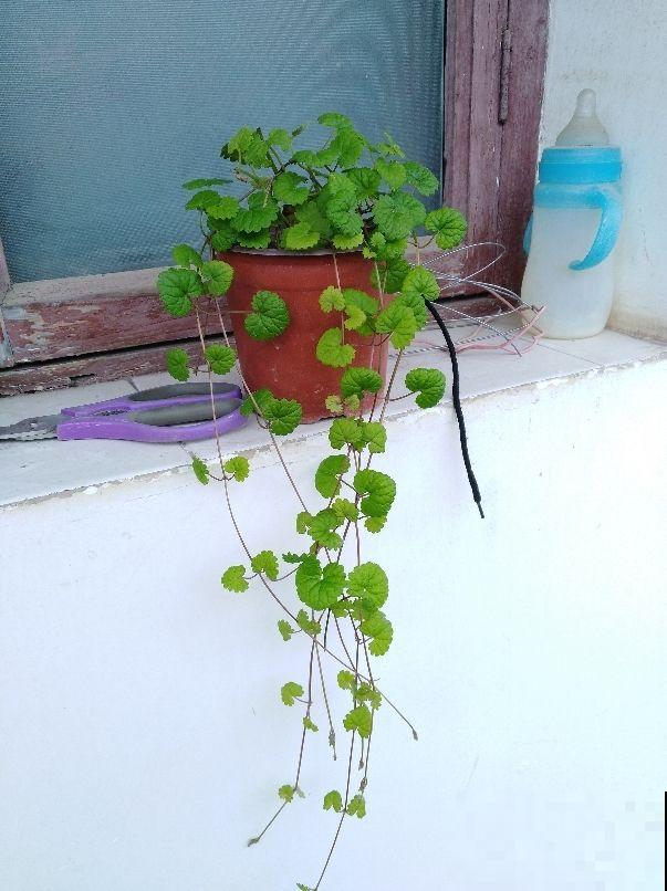 山上常见的野草，居然有大作用，跌打损伤都用它