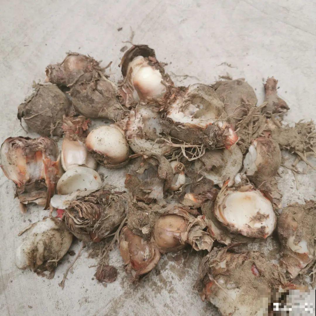 春天逛花市，过季花现在不能买，白花钱活不久