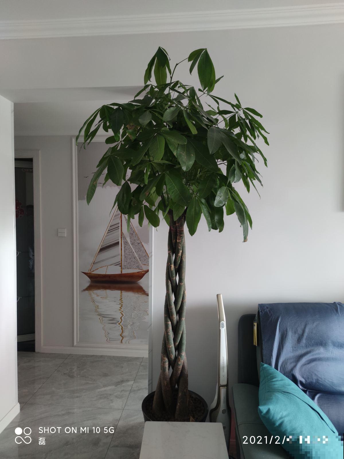 在家养花不如养棵“树”，绿油油的超好看，还能释放氧气