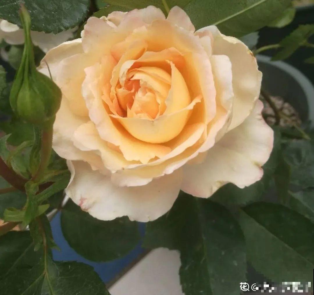 50种月季，各有各的美，哪一种是你的“菜”？