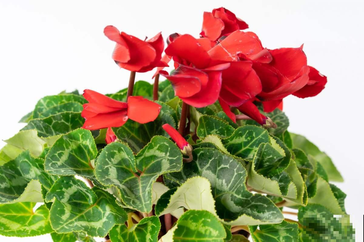 植物开花后有“后遗症”，要赶紧重视起来，不然以后难复花