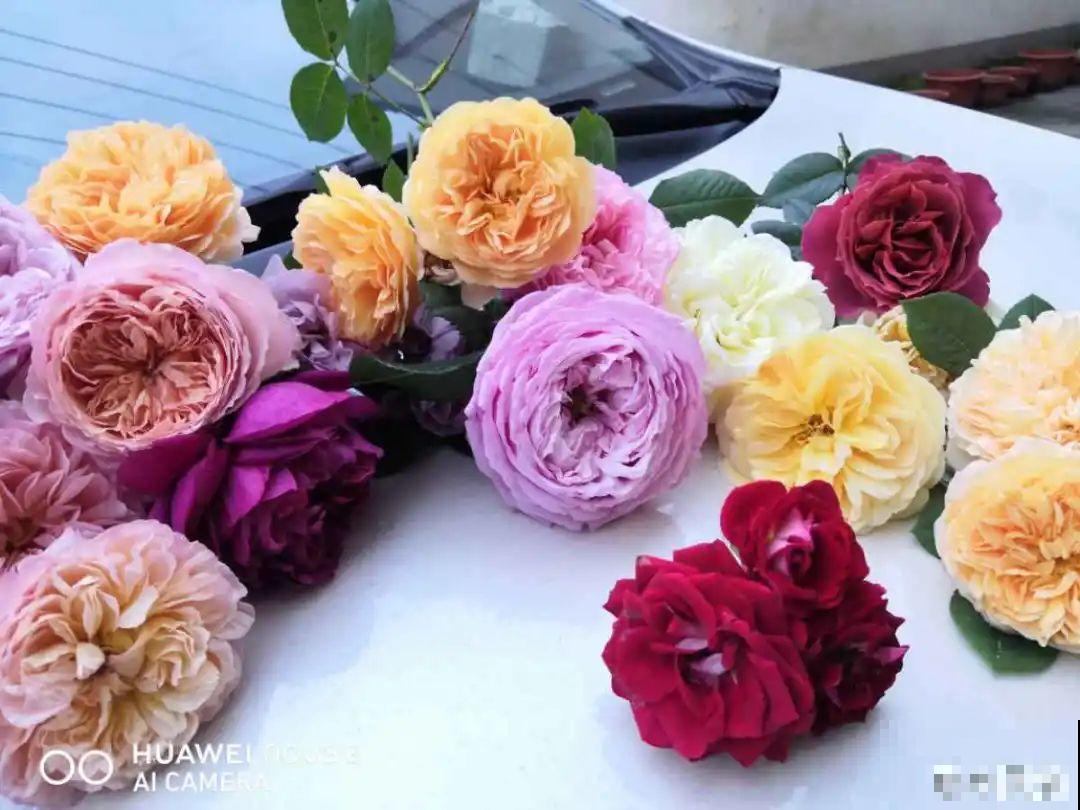 8种花赶紧剃头，剃得越狠，开花越多