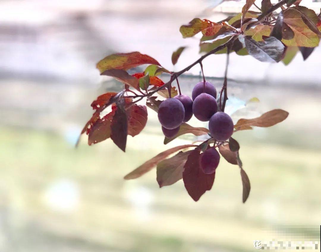 清明赏花，带上这份花卉图谱，变身行走的识花机器