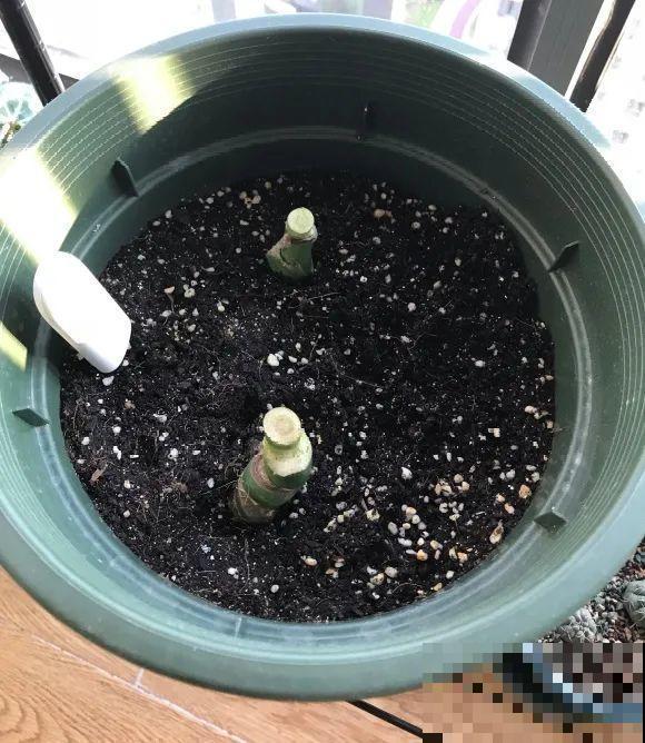 7种花要赶紧砍头,一头变多头,长得是真旺 7种花要赶紧砍头,一头变多头,长得是真旺