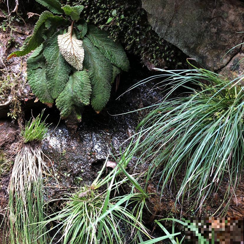 院子里只种兰草，1朵娇艳花也没有，你喜欢吗
