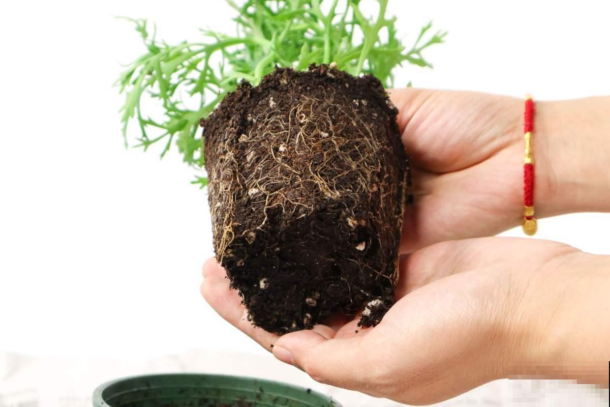 植物换盆技巧,成活率高,换完植物又绿又壮! 植物换盆技巧,成活率高,换完植物又绿又壮!