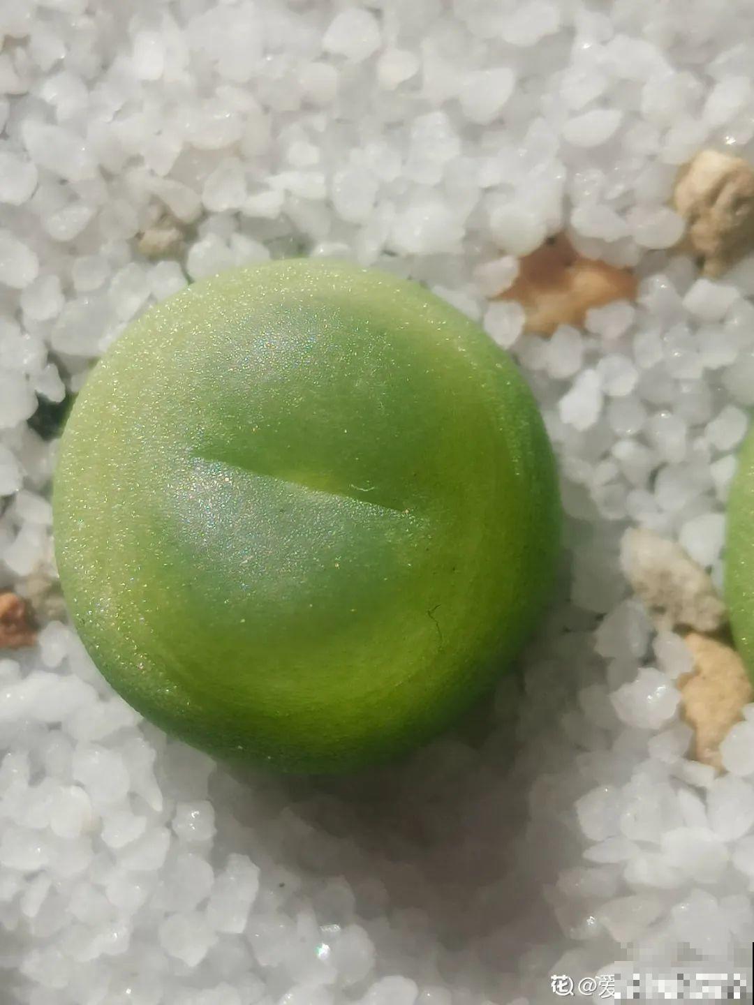 养多肉的人里，有一群“屁股花”爱好者，养的多肉超可爱