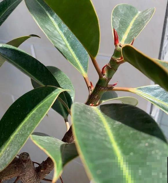 7种花要赶紧砍头,一头变多头,长得是真旺 7种花要赶紧砍头,一头变多头,长得是真旺