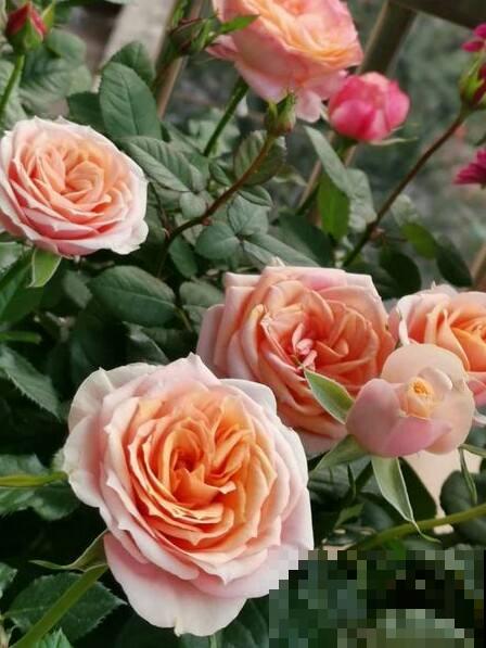 防盗窗养3种花,长势超好,春天开成一面大花墙 防盗窗养3种花,长势超好,春天开成一面大花墙