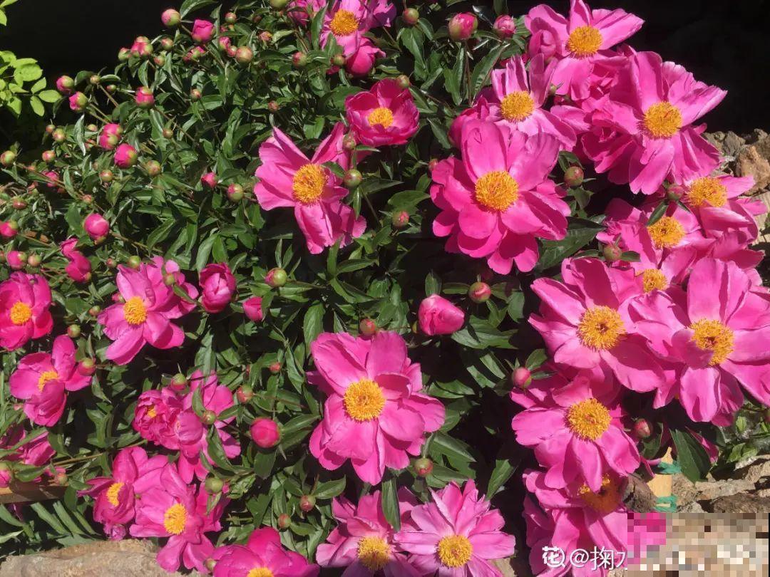 20种花不用买，开完花等20天，爆出好多种子！