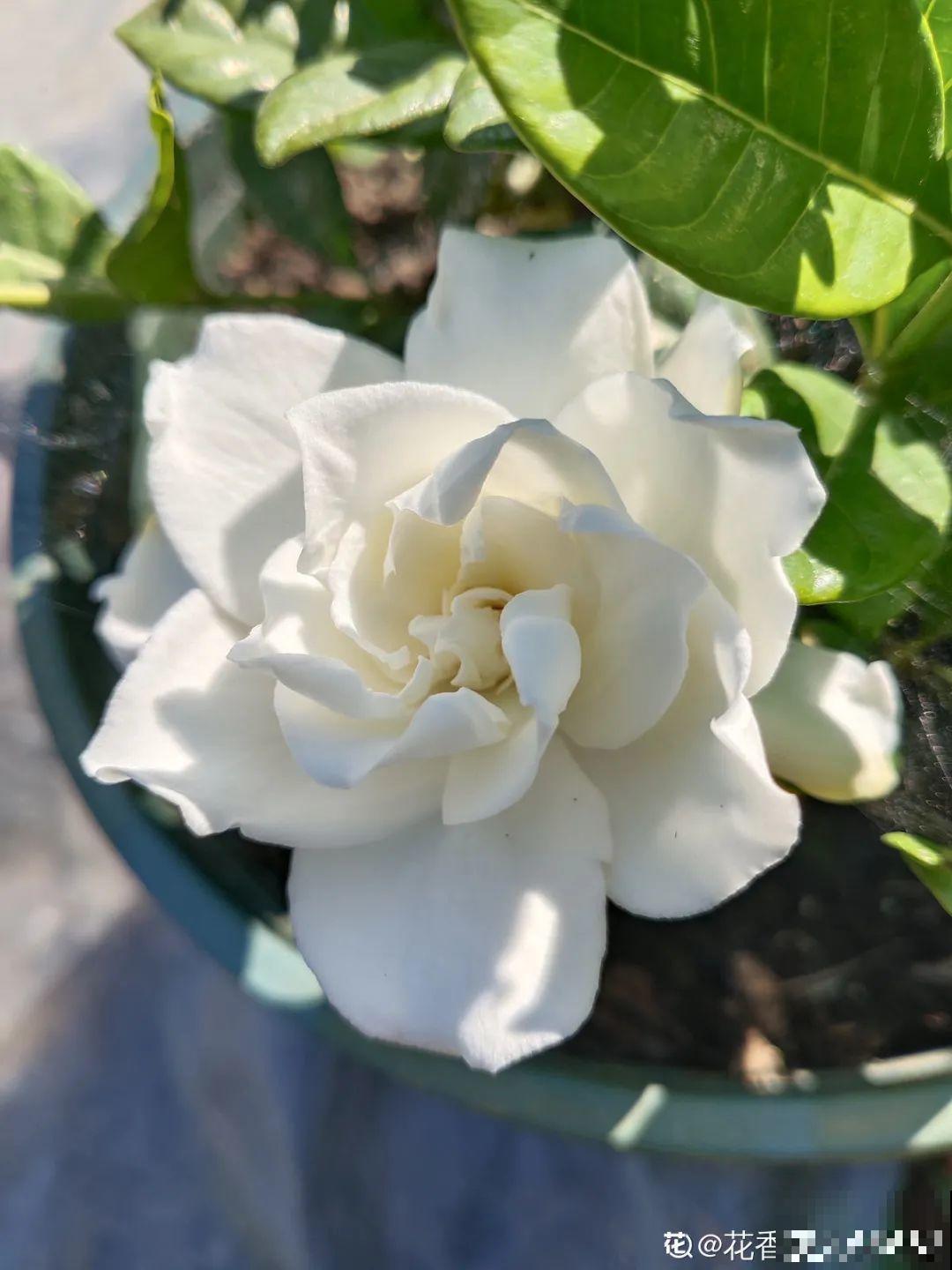 栀子花是个老酒鬼，给它喝点酒，叶子油亮开花更香