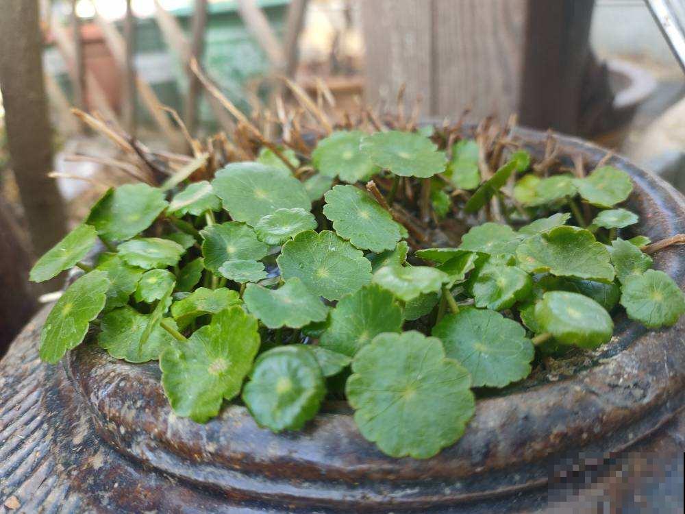 铜钱草剪一刀，懒腰剪秃，一周小芽就密密麻麻