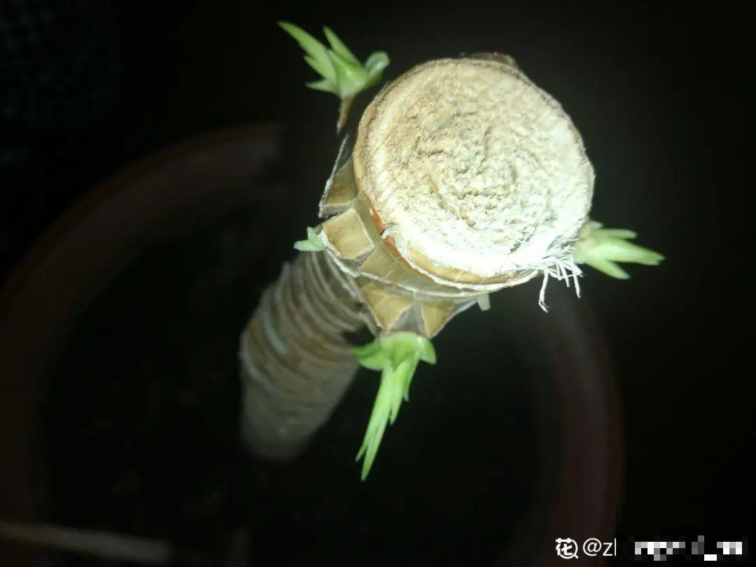 7种花要赶紧砍头,一头变多头,长得是真旺 7种花要赶紧砍头,一头变多头,长得是真旺