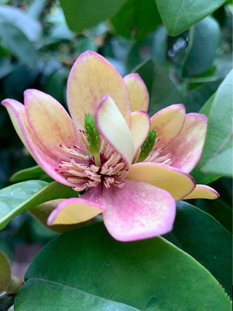 能做成手链的花,香气十足,花朵秀气端庄,开花超美 能做成手链的花,香气十足,花朵秀气端庄,开花超美