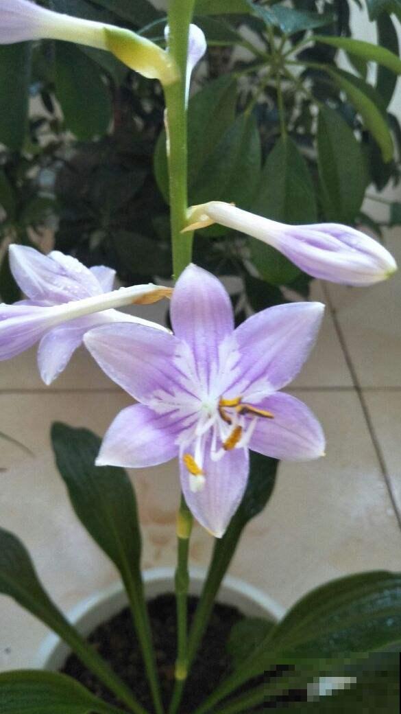 想一年四季有花看, 还是得组合养花,花期才更长 想一年四季有花看, 还是得组合养花,花期才更长