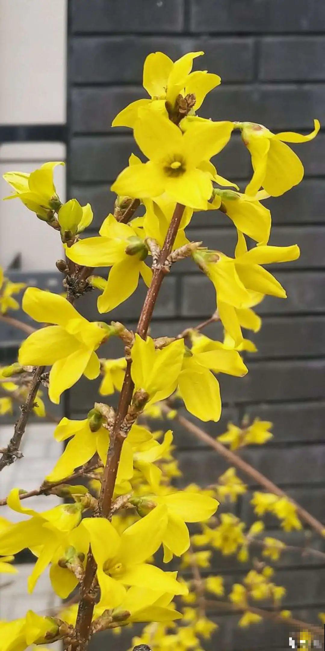 清明赏花，带上这份花卉图谱，变身行走的识花机器
