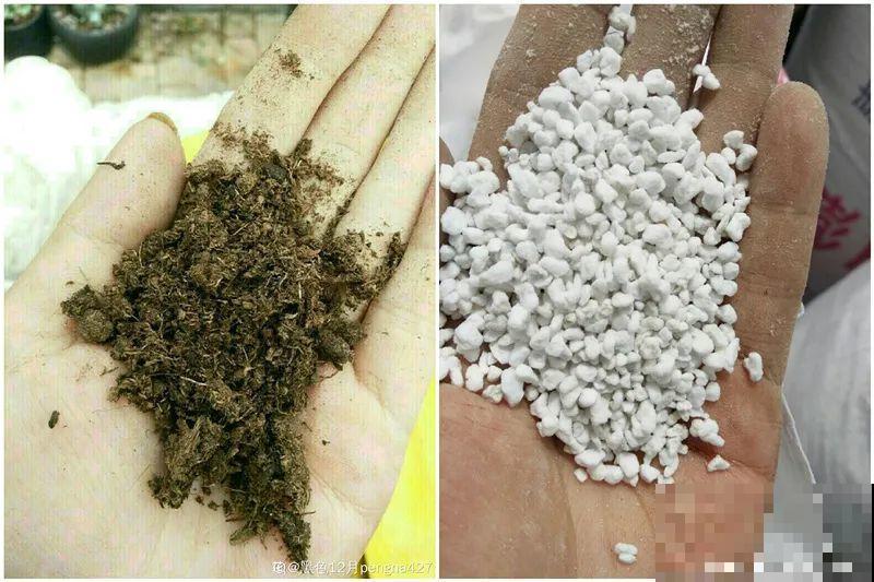 12种花真是太能生，叶子沾土就生根，实在太好活