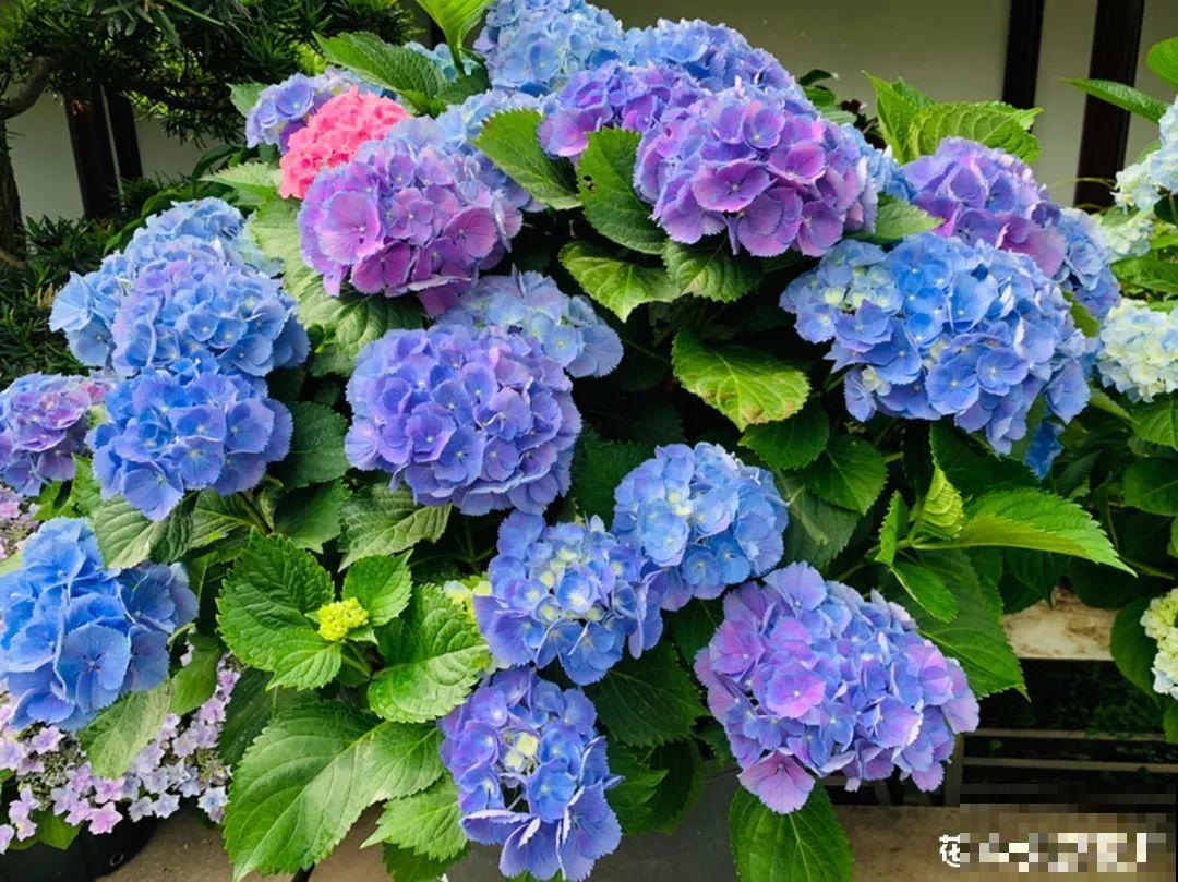 牡丹就得大花盆养，不然营养不够，很难开花