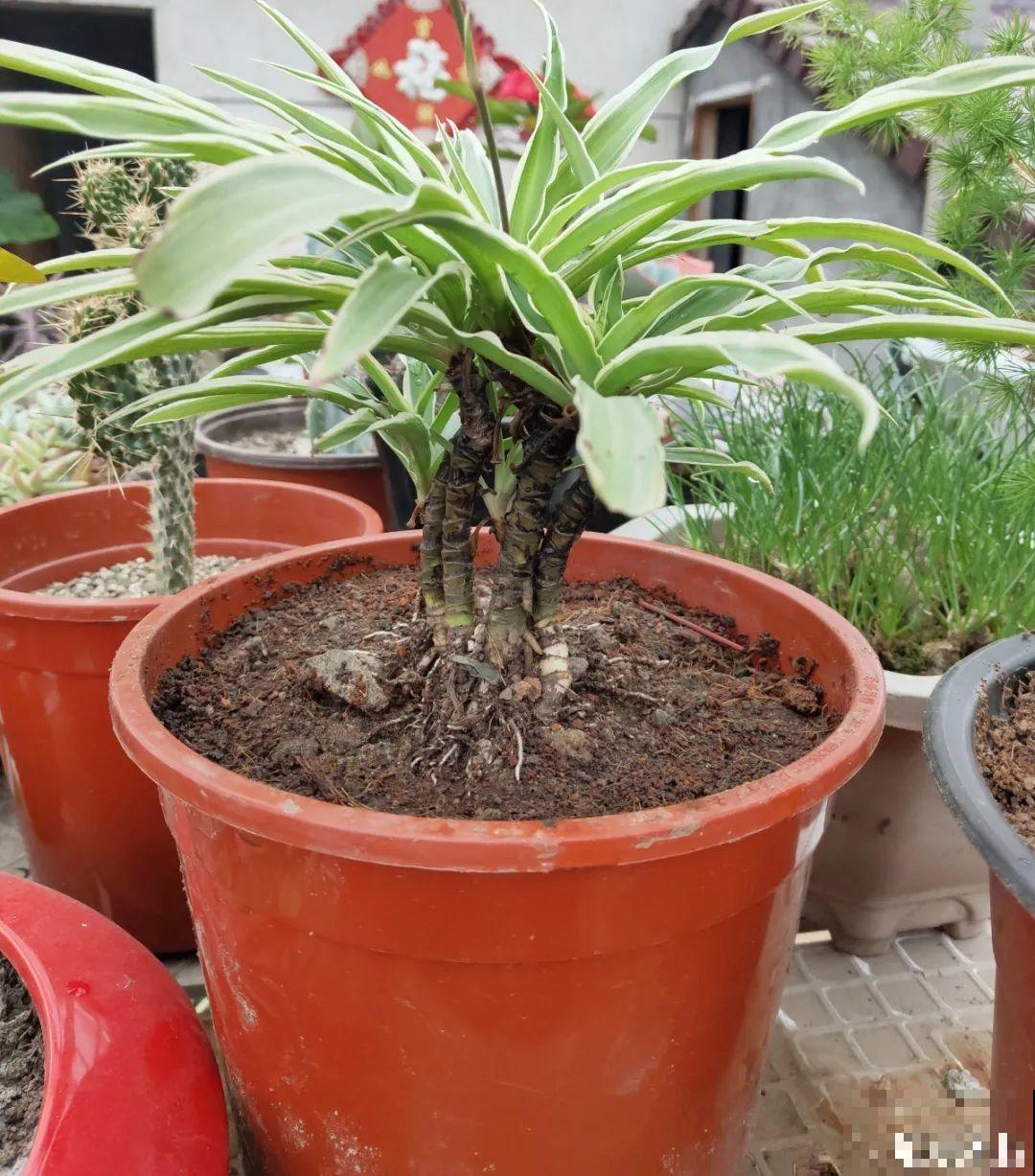 5年的马齿苋，长成“一棵小树”，真头一回见