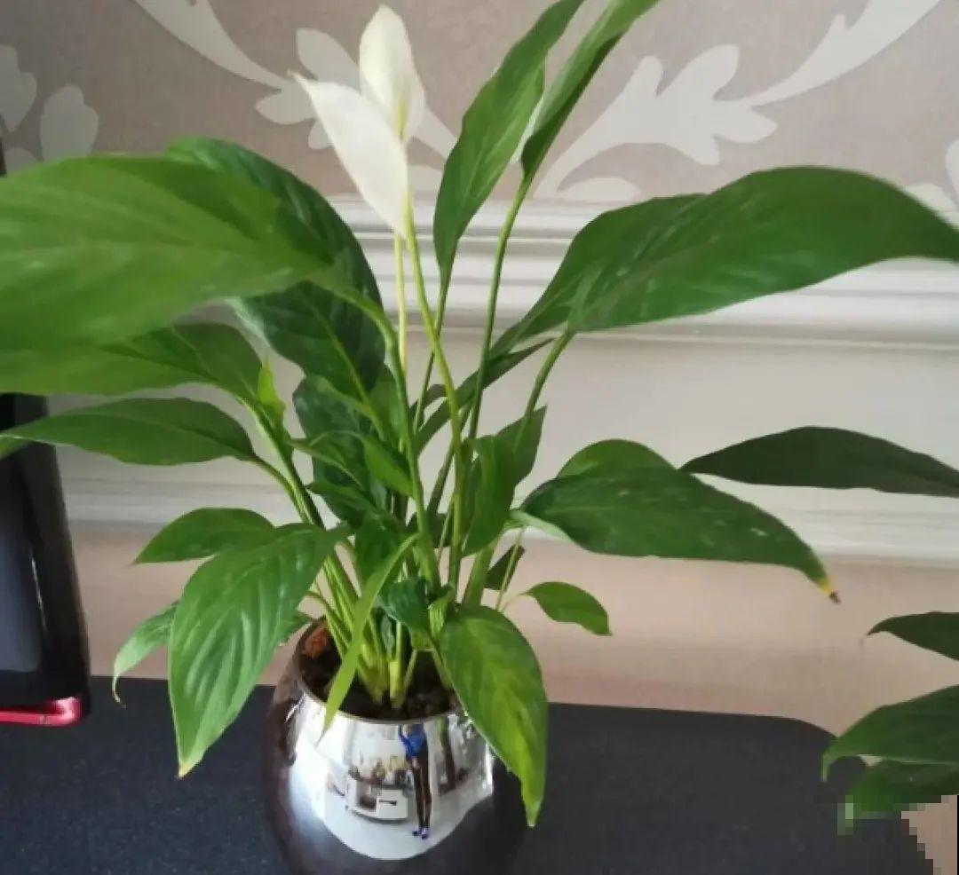 半死不活的花,扔水里,突然长疯了 半死不活的花,扔水里,突然长疯了