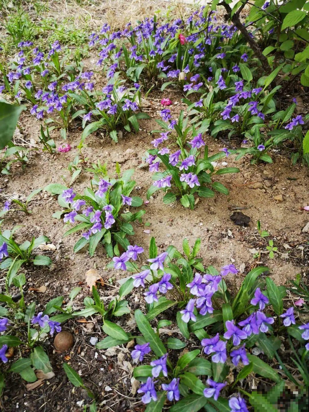 超好看的小野花，春天野外一大片，挖几棵回家还能泡茶