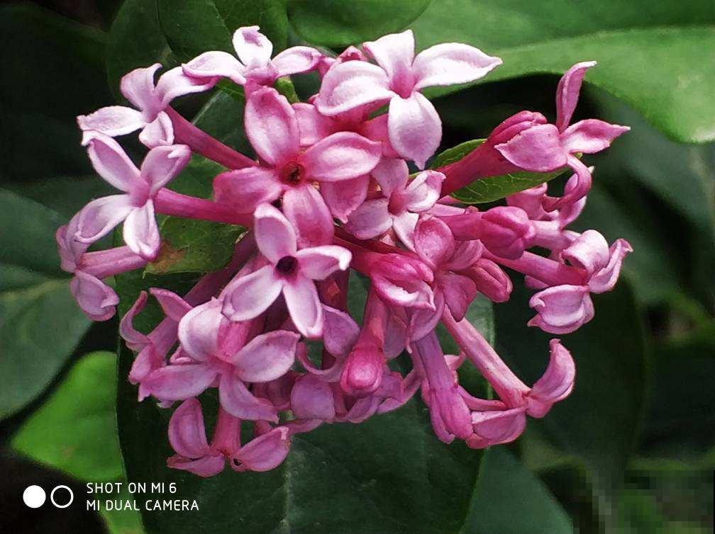 4种“活香水”,养在家里香香的,闻一闻心情都变好 4种“活香水”,养在家里香香的,闻一闻心情都变好