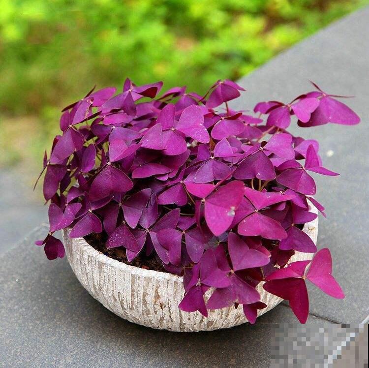 这5种小巧绿植，适合放桌头，迷你又养眼！