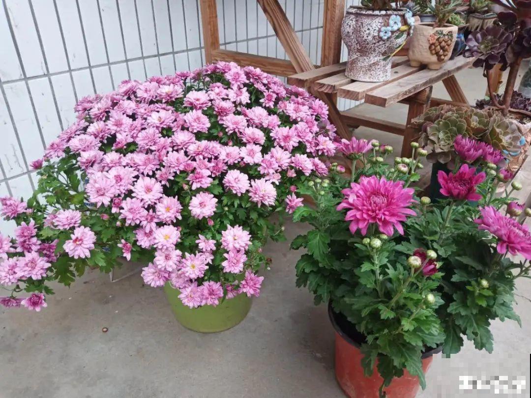 花开完了,别急着扔,好好养还能活几十年 花开完了,别急着扔,好好养还能活几十年