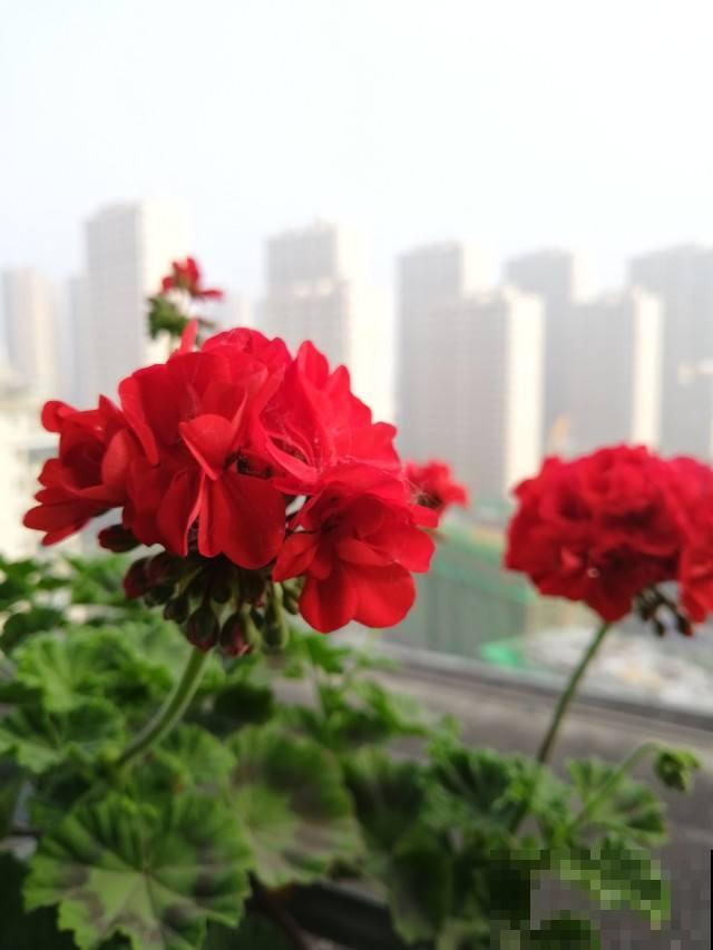 普货植物养好了，也能养爆盆，可以选择这3种