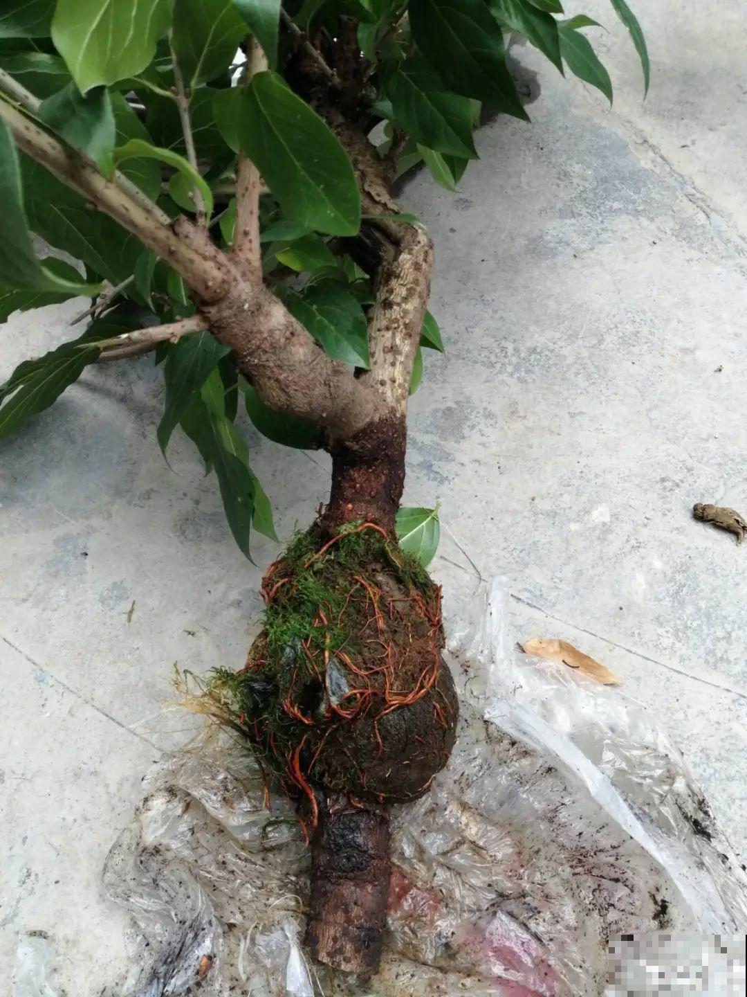 春天的大粗杆子，直接插土里，很快就生根