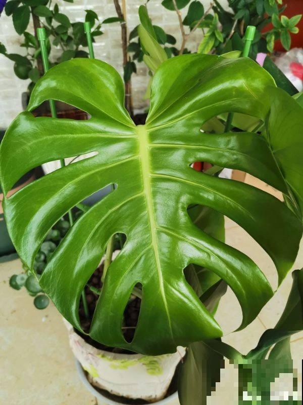 春天的风太大，叶子上灰尘厚厚一层， 得赶紧清洁