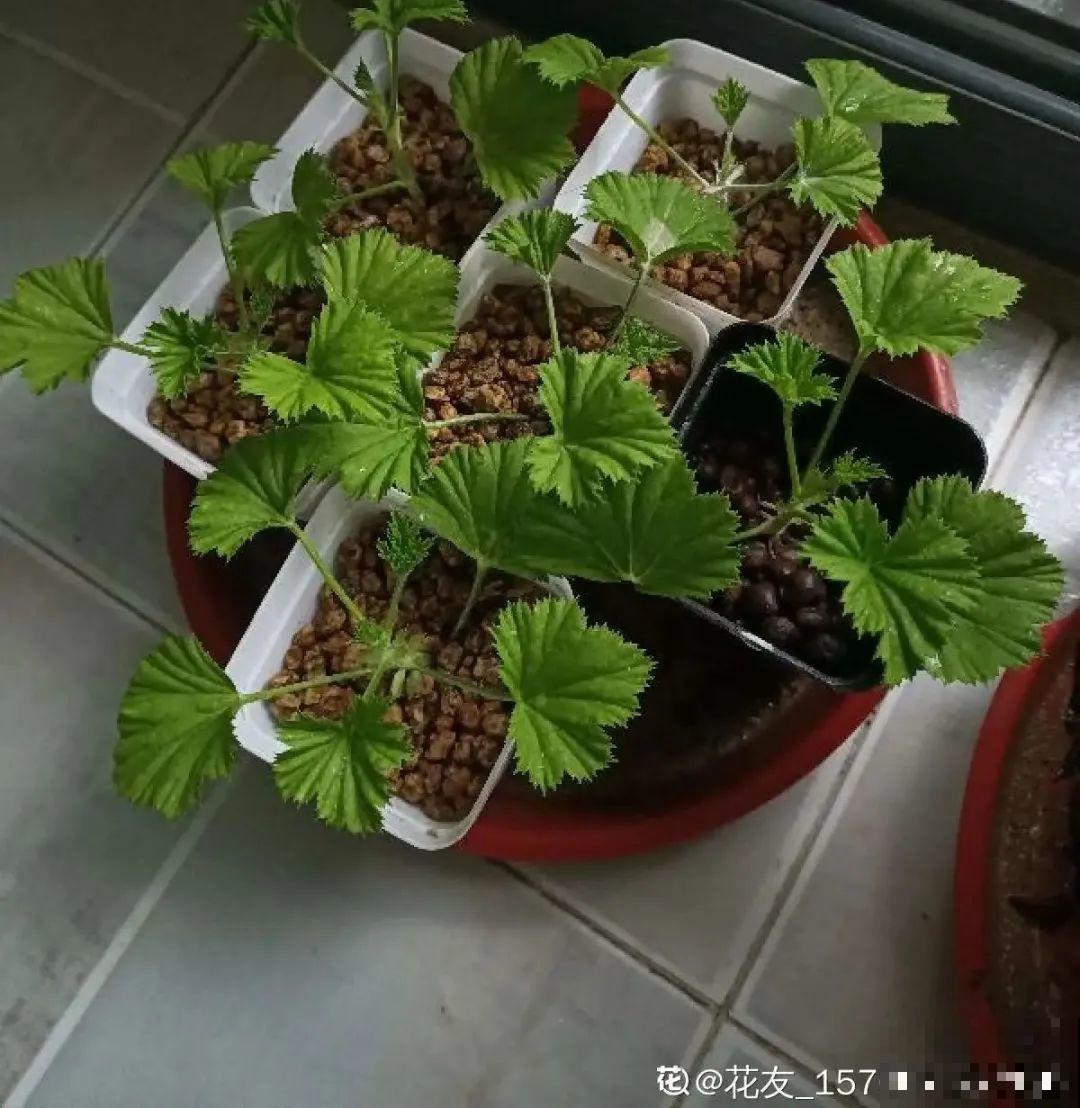 难度夏的8种花，赶紧扦插备份，再晚只剩盆了