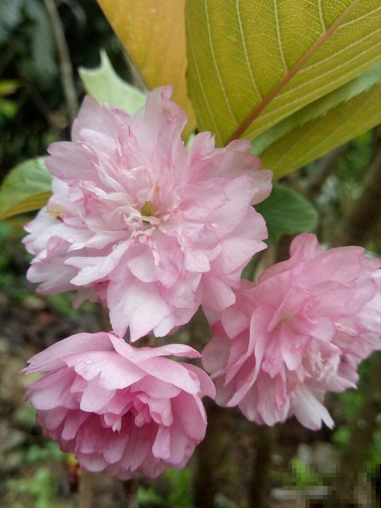 家里种棵“有福树”，开花就有好兆头，福气满满