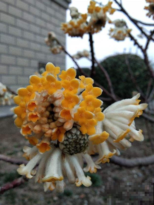 初春4种花，开花香味四溢，满屋子花香味