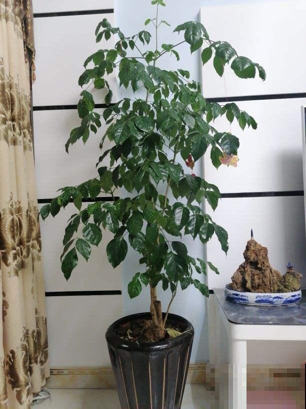 在家养花不如养棵“树”，绿油油的超好看，还能释放氧气